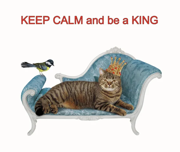 Béžová Kočka Zlaté Koruně Leží Modrém Gauči Uklidněte Buďte Králem — Stock fotografie