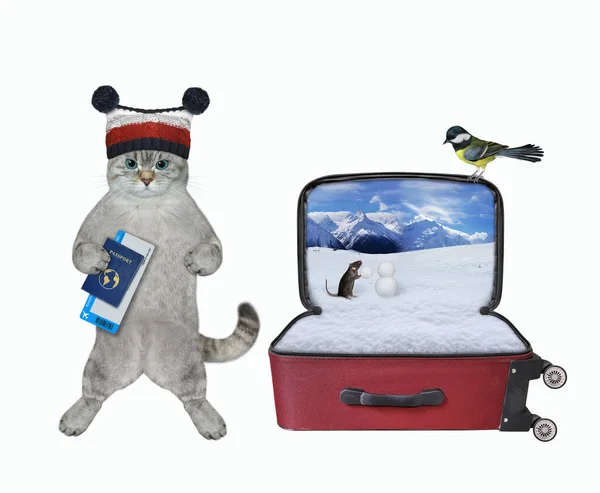 Gato Turista Ashen Com Bilhete Avião Passaporte Internacional Está Indo — Fotografia de Stock