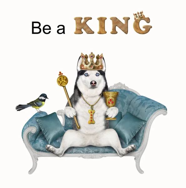 Собака Хаски Золотой Короне Скипетром Чашкой Сидит Синем Диване Будь — стоковое фото