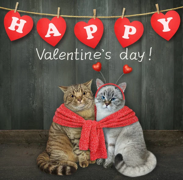 Δύο Γάτες Ερωτευμένες Δεμένες Ένα Κόκκινο Πλεκτό Μαντήλι Είναι Κοντά — Φωτογραφία Αρχείου
