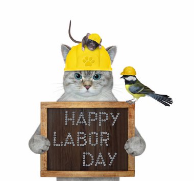 İnşaat miğferi takmış küllü bir kedi işçisi üzerinde 