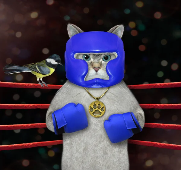 Atleta Gato Ceniza Uniforme Boxeo Azul Con Una Medalla Oro — Foto de Stock