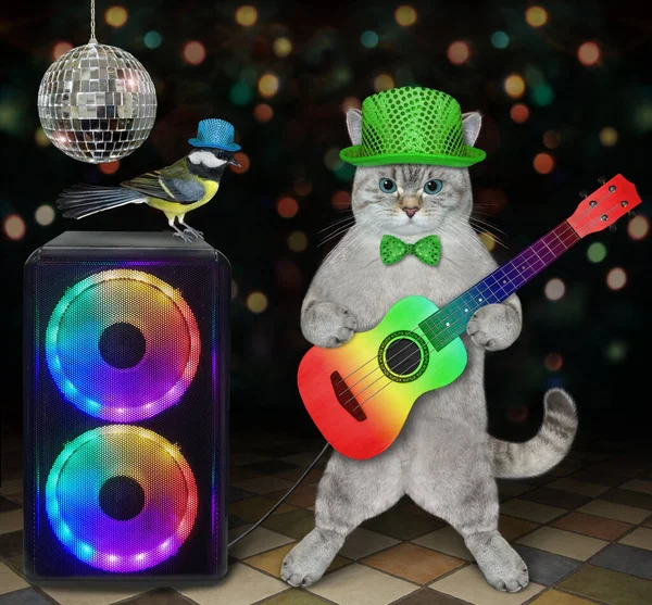 Gato Ceniza Toca Guitarra Acústica Colores Canta Una Canción Escenario — Foto de Stock
