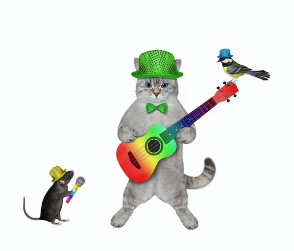 Gato Ashen Sombrero Verde Toca Guitarra Acústica Colores Canta Una — Foto de Stock