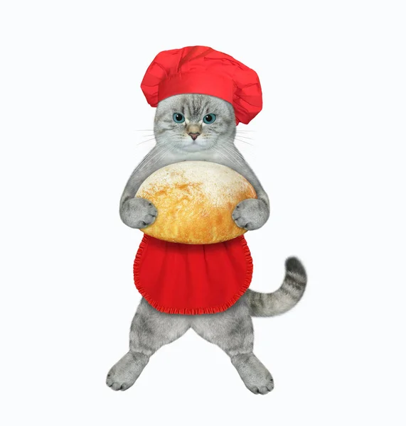 Padeiro Gato Ashen Chapéu Chef Vermelho Avental Está Segurando Pão — Fotografia de Stock