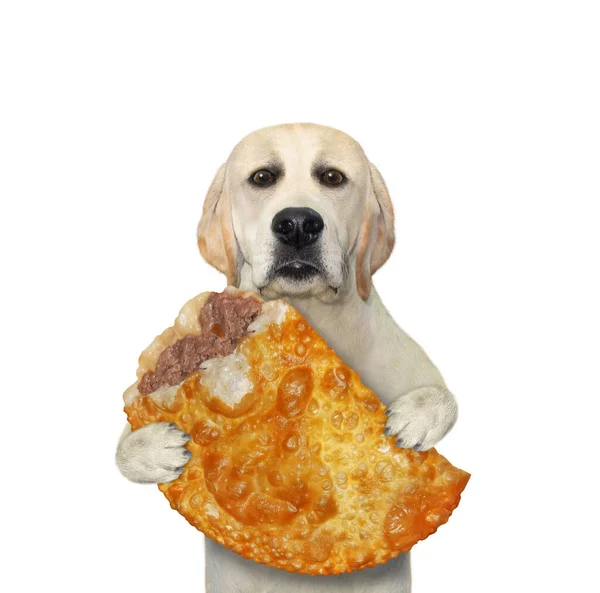 Ένας Σκύλος Λαμπραντόρ Κρατάει Μια Τηγανητή Πίτα Κρέας Λευκό Φόντο — Φωτογραφία Αρχείου