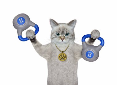 Bir küllü kedi sporcusu iki mavi on iki kilogram kettlebell kaldırır. Beyaz arka plan. İzole edilmiş.
