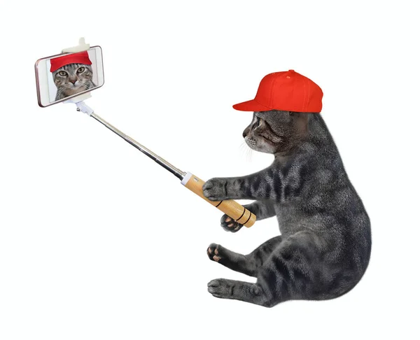 Gatto Grigio Con Cappuccio Rosso Uno Smartphone Siede Selfie Sfondo — Foto Stock