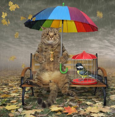 Sonbahar parkında renkli bir şemsiyenin altında bej bir kedi bir bankta oturur. Yanında kuşlu bir kafes var..
