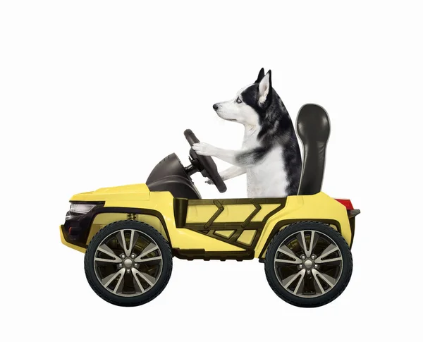 Cão Husky Conduz Carro Suv Amarelo Fundo Branco Isolados — Fotografia de Stock