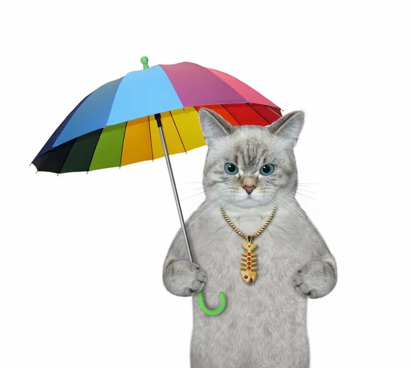 Gato Ceniza Está Bajo Colorido Paraguas Fondo Blanco Aislado — Foto de Stock