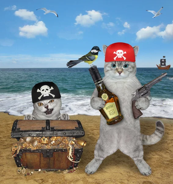 Two Ashen Cats Pirate Chest Full Treasures Seashore — Stock Photo, Image