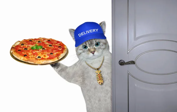 Mensageiro Gato Ashen Boné Azul Entrega Uma Bandeja Com Pizza — Fotografia de Stock