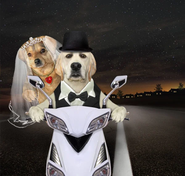 Frisch Vermählte Hunde Fahren Nachts Auf Einem Weißen Motorrad — Stockfoto