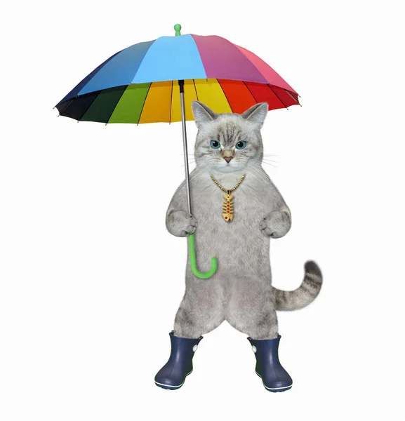 Gato Ashen Botas Borracha Está Sob Guarda Chuva Colorido Fundo — Fotografia de Stock