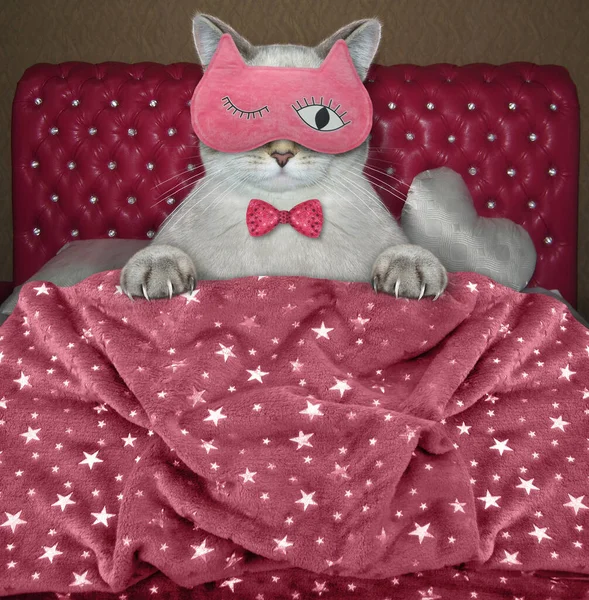 Eine Aschfahne Katze Die Mit Einer Decke Bedeckt Ist Trägt — Stockfoto