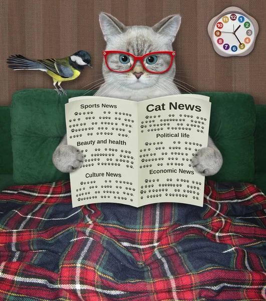 Ashen Cat Glasses Covered Blanket Reading Newspaper Bed Home — Stock Photo, Image