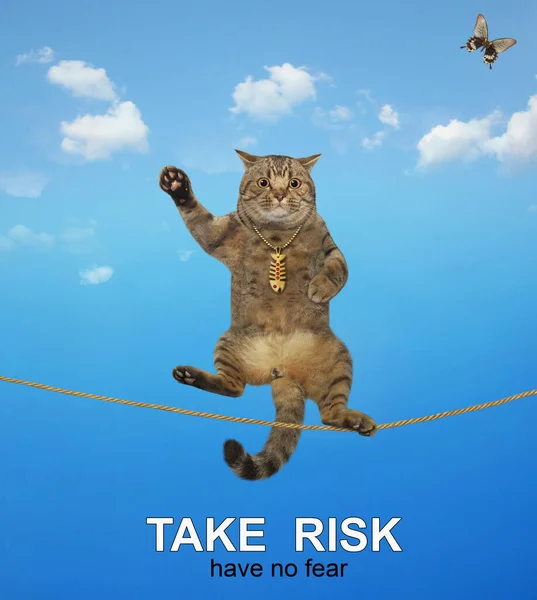 一个米色猫杂技演员带着一根杆子在走钢丝 冒险吧不用害怕 — 图库照片