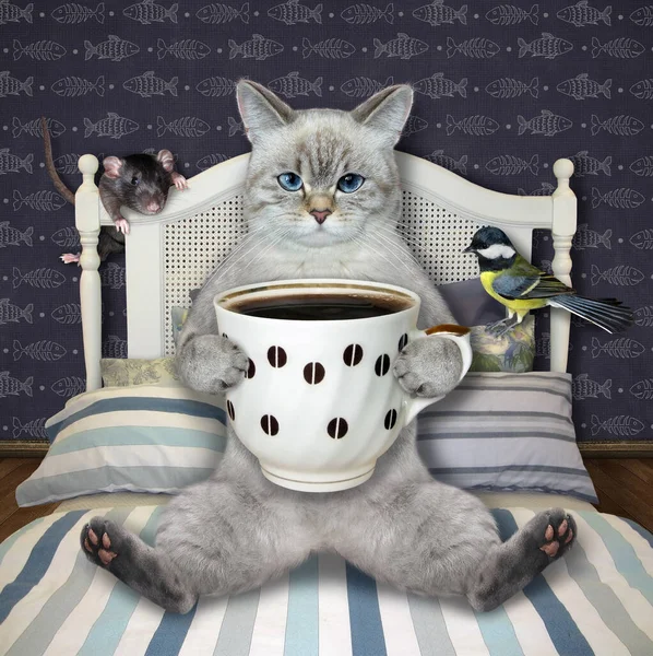 Popiół Kot Pije Kawę Łóżku Domu — Zdjęcie stockowe