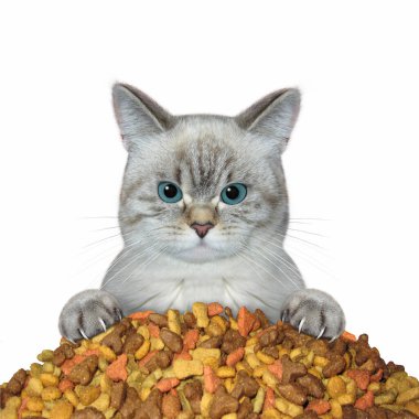 Bir kül kedisi kuru yiyecek yığınının yanında. Beyaz arka plan. İzole edilmiş.