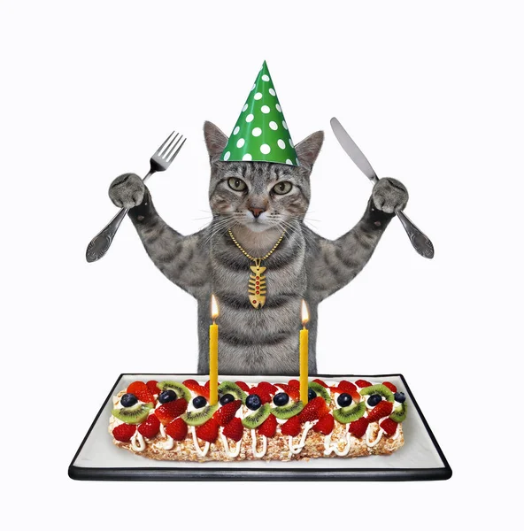Gato Gris Sombrero Fiesta Con Cuchillo Tenedor Come Roulade Merengue — Foto de Stock
