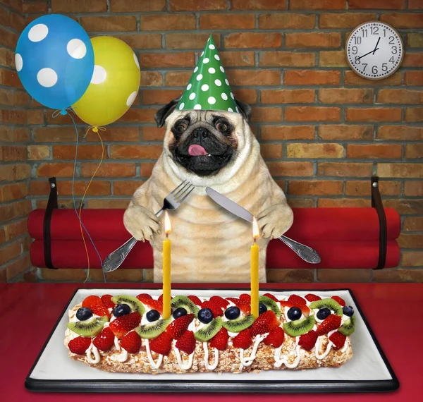 A dog pug in a party hat with a knife and a fork eats a berry meringue roulade with candles in the restaurant.