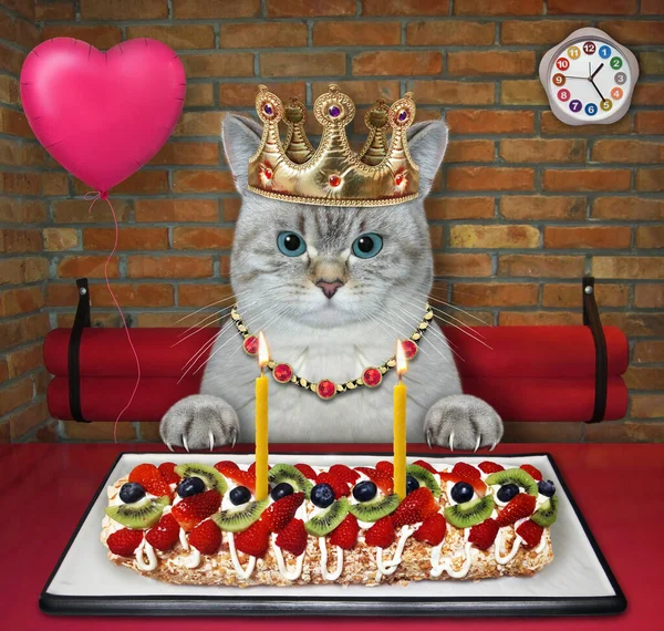 An ashen cat in a golden crown eats a berry meringue roulade with candles in the restaurant.