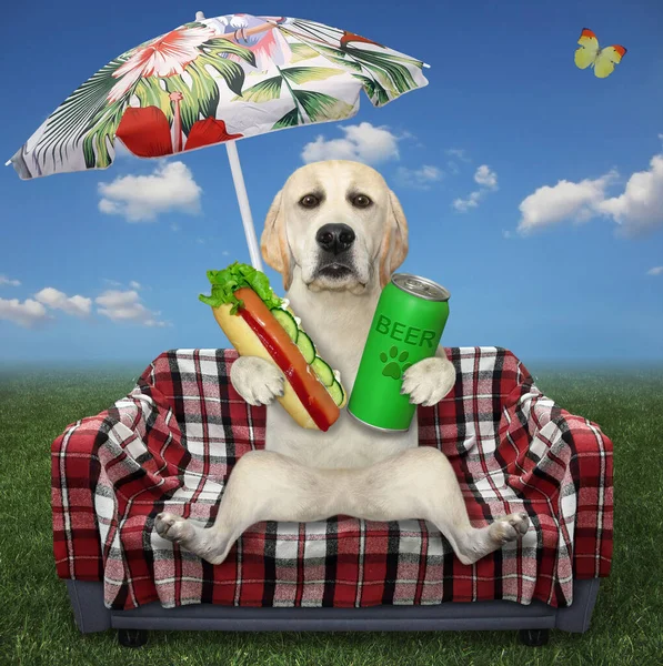 Pies Labrador Hot Doga Piwem Szachownicy Pod Parasolem Łące Białe — Zdjęcie stockowe