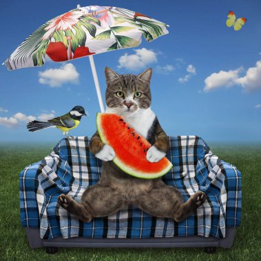 Renkli bir kedi, çayırdaki bir şemsiyenin altında karpuzlu bir kanepede bir dilim karpuz yer. Beyaz arka plan. İzole edilmiş.