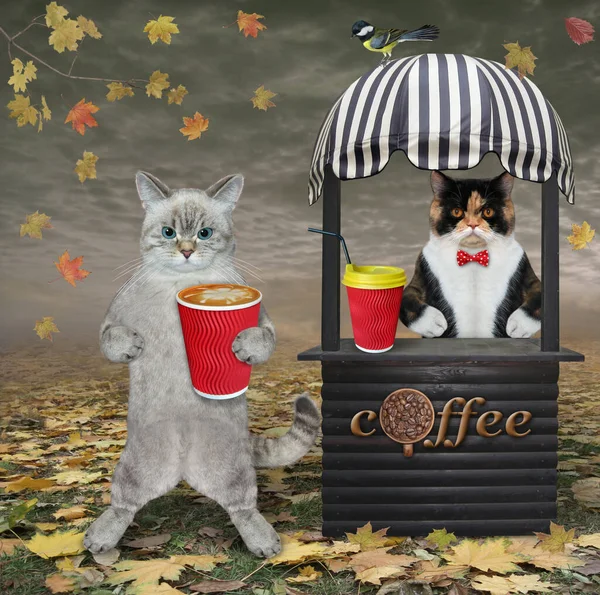 Popiół Kot Małej Drewnianej Budce Sklepowej Sprzedaje Kawę Jesiennym Parku — Zdjęcie stockowe