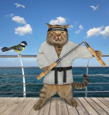 Elinde mınçıka olan bir kimono giymiş bej renkli bir kedi karate atleti, geminin güvertesinde egzersiz yapıyor..