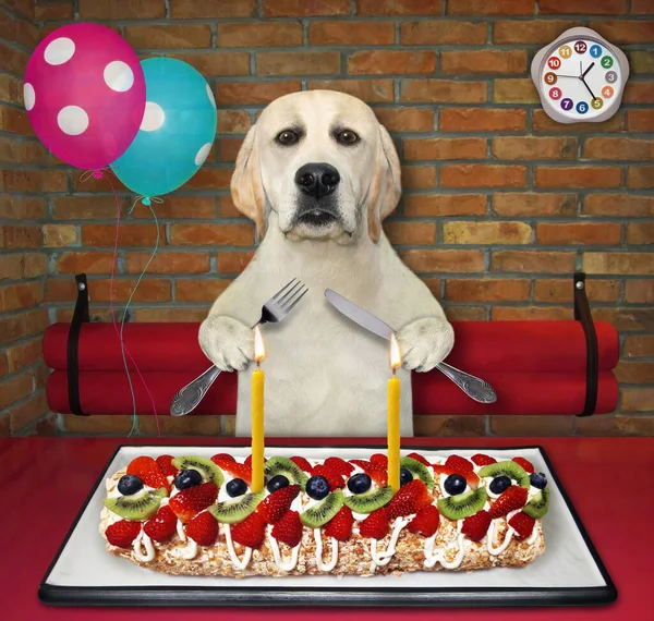 A dog labrador with a knife and a fork eats a berry meringue roulade with candles in the restaurant.