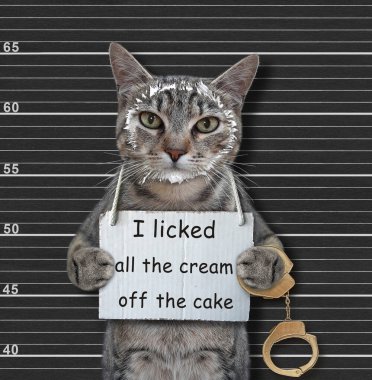 Gri bir kedi tutuklandı. Boynunda pastadaki tüm kremayı yaladığımı söyleyen bir tabela var. Siyah dizilim arkaplanı.