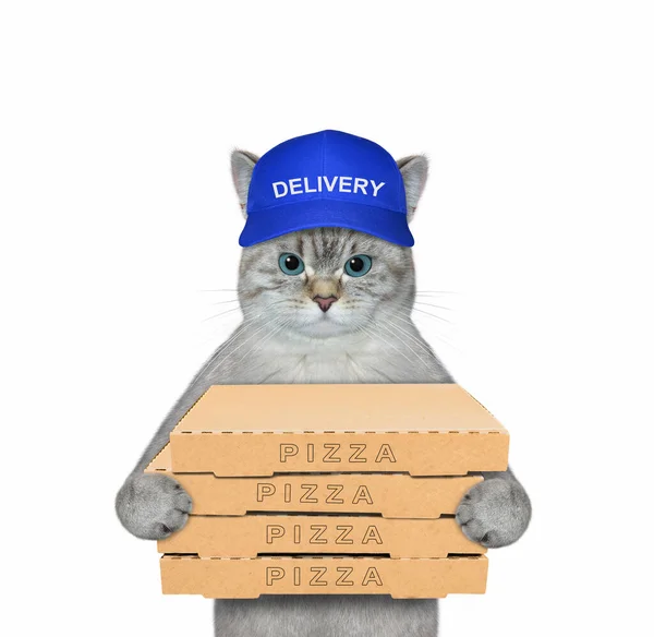 Mensajero Gato Ceniza Una Gorra Azul Entrega Cajas Con Pizza — Foto de Stock