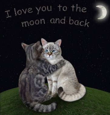 Gri bir kedi, gece bir çayırda küllü arkadaşına sarılır. Seni dünyalar kadar seviyorum. Beyaz arka plan. İzole edilmiş.