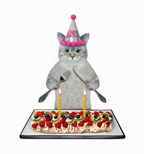 Gato Ceniza Sombrero Fiesta Con Cuchillo Tenedor Come Roulade Merengue —  Fotos de Stock