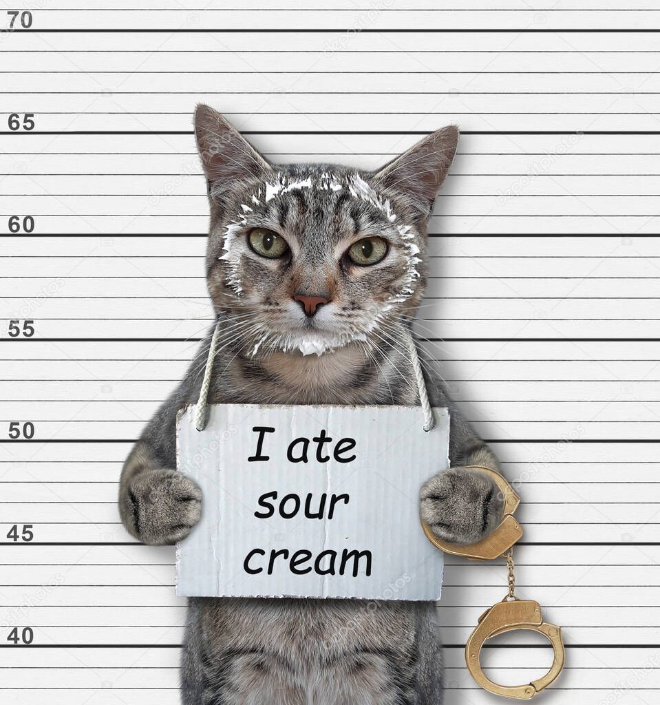 A gray cat was arrested. He has a sign around its neck that says I ate sour cream. White lineup background.