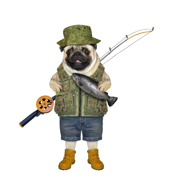 Cão Pug Pescador Detém Peixe Que Ele Pegou Fundo Branco — Fotografia de Stock