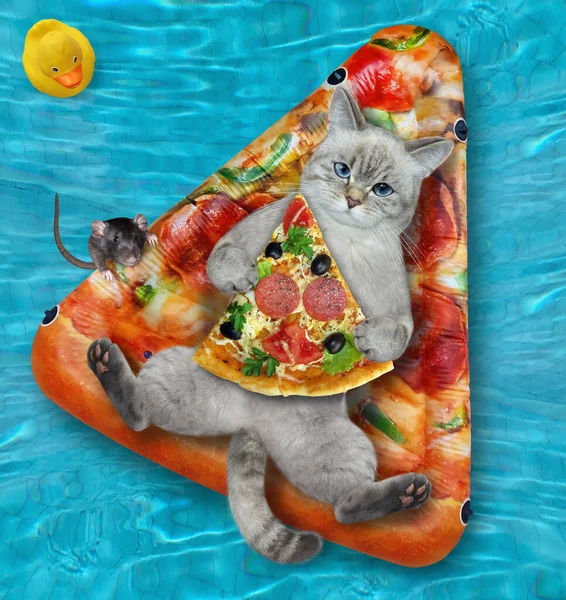Gato Ashen Com Uma Fatia Pizza Está Deitado Uma Pizza — Fotografia de Stock