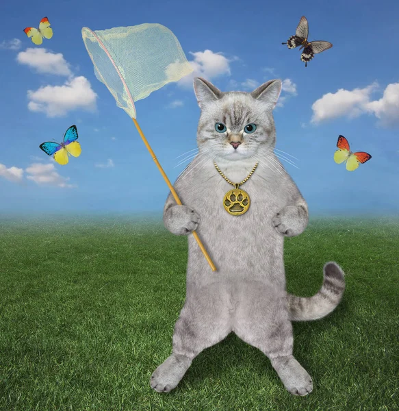 An ashen cat with a butterfly net is catching butterflies in the meadow.