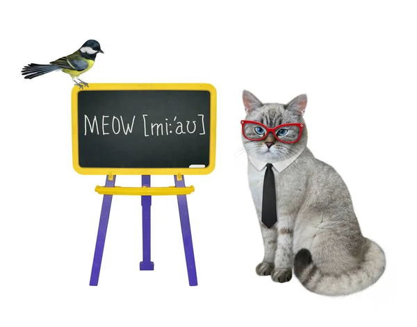 Ashen Cat Teacher Tie Glasses Kids Blackboard Meow White Background — Stock Photo, Image