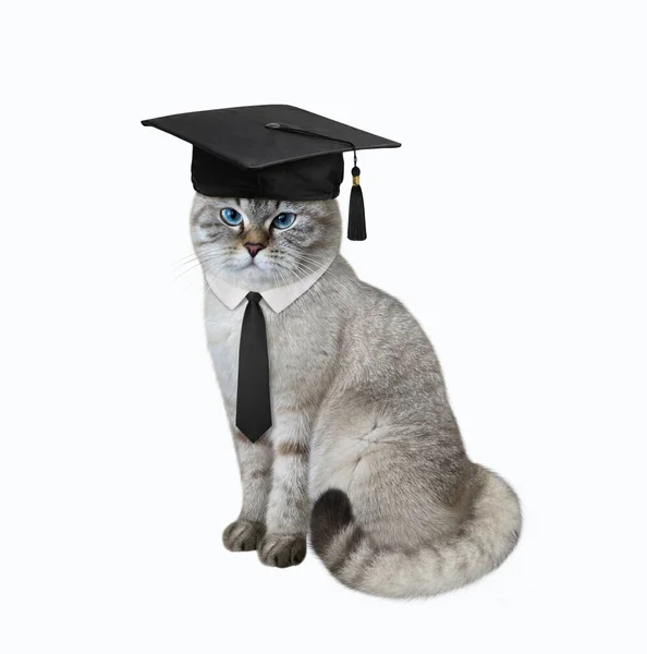 Profesor Gato Ashen Usa Sombrero Académico Cuadrado Una Corbata Negra — Foto de Stock