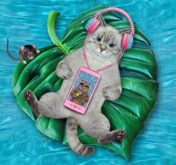 Gato Ceniza Sobre Una Hoja Inflable Escucha Música Una Piscina — Foto de Stock