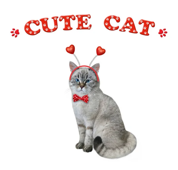 Sedí Popelavá Kočka Červeném Motýlku Čelence Roztomilá Kočka Bílé Pozadí — Stock fotografie