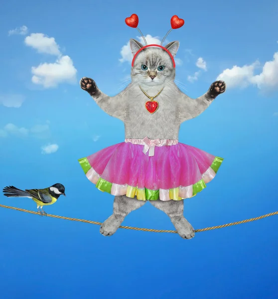一只灰蒙蒙的猫杂技演员正在走钢丝 一只鸟在绳子上 天空背景 — 图库照片
