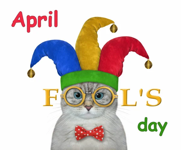 Ashen Cat Clown Jester Hat Wears Funny Glasses April Fool — Stock Photo, Image