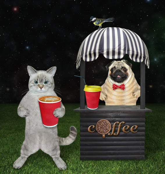 Popiół Kot Kupuje Kawę Małego Drewnianego Kiosku Parku Nocy — Zdjęcie stockowe