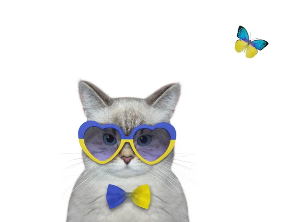 Chat Patriote Cendré Porte Des Lunettes Soleil Forme Coeur Drapeau — Photo