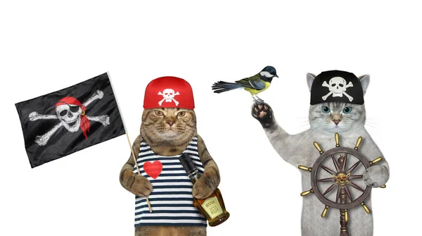 一只穿着带着一瓶朗姆酒的海盗乐队的灰猫在掌舵 白色背景 被隔离了 — 图库照片