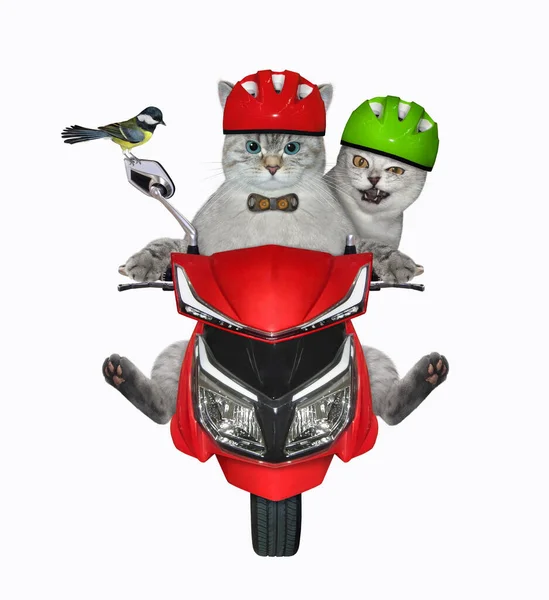 Couple Cats Motorcycle Helmets Tit Riding Red Moped White Background — Stock Photo, Image